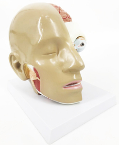 GelsonLab HSBM-157 Yüksek kalite İnsan tıbbi Kafa modeli Beyin ile - Product Image 2