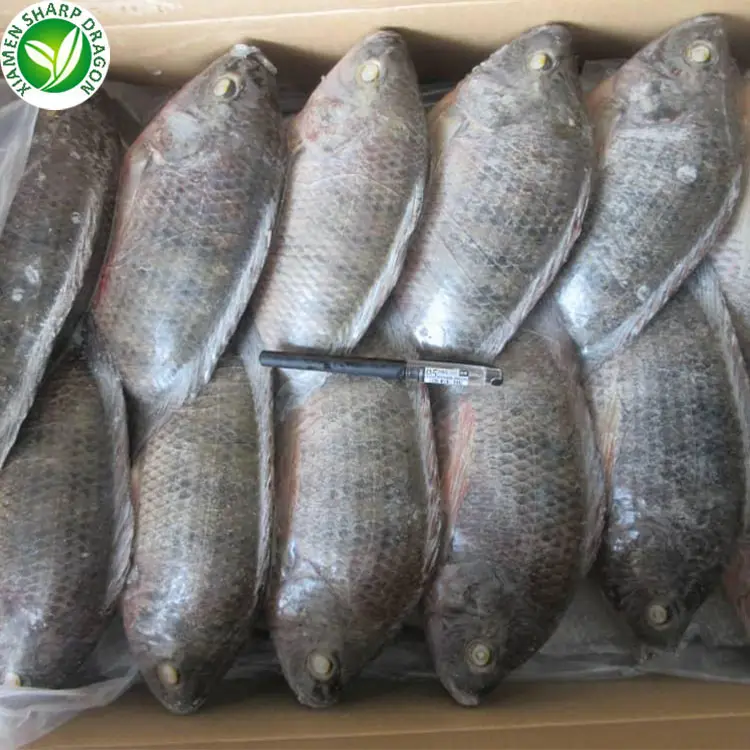 Sd Producenten Bevroren Voedervis Tilapia Iqf Tilapia 200-300 G