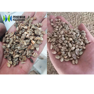 15TPH garbanzos Kenia cacao grano café verde Limpieza de granos línea de clasificación de selección manual - Product Image 6
