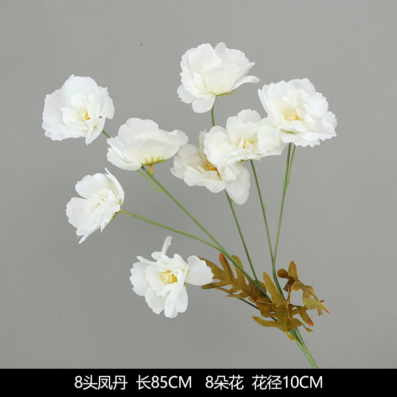 Fengdan a 8 teste