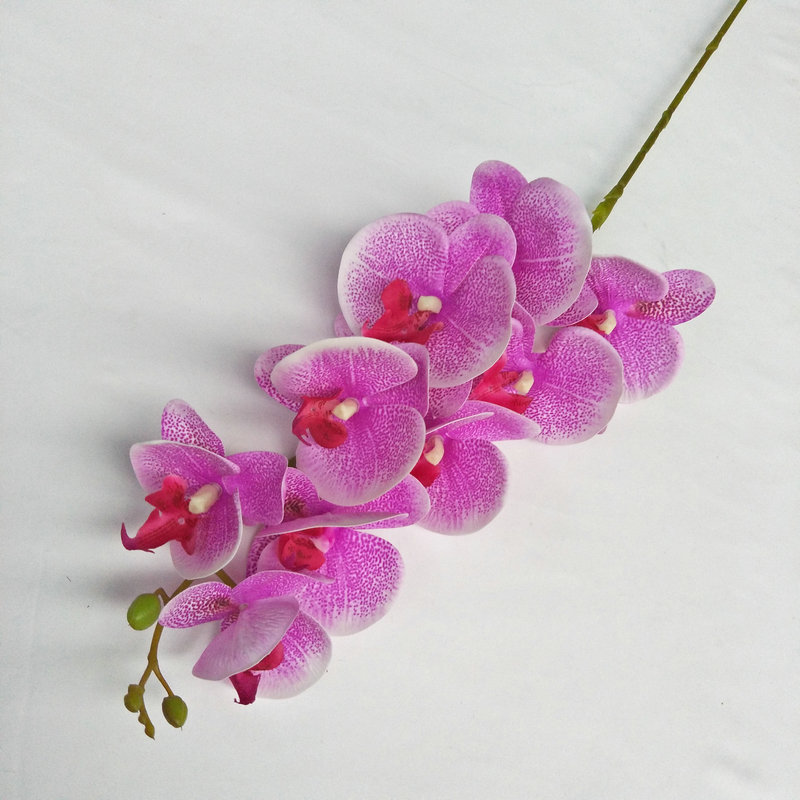 Pourpre