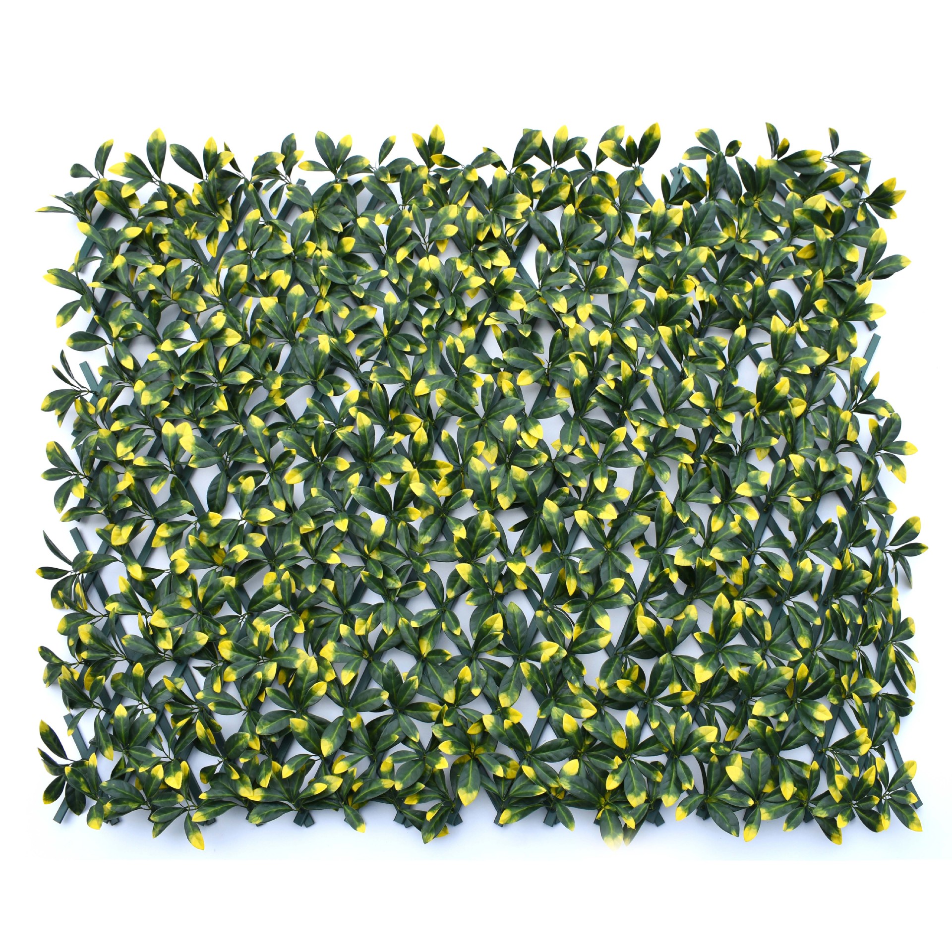 Bougainvillea fence