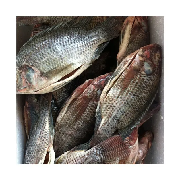 Best Fresh Frozen Tilapia Whole Gutted Scaled Fish in Miami