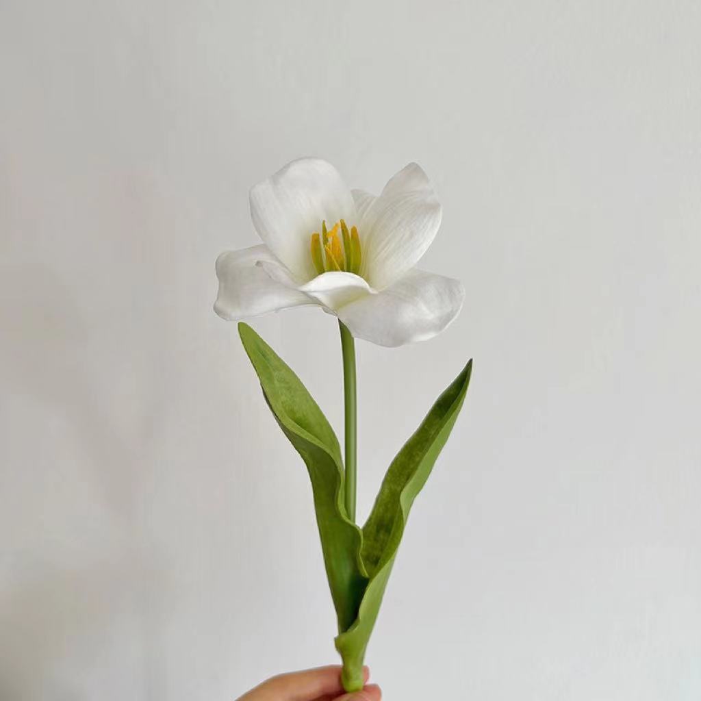 Une tulipe blanche en fleurs