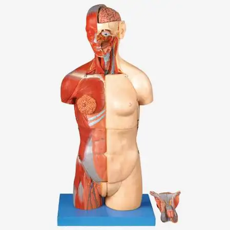 Dual Sex Torso Met Hoofd En Open Back Uitwisseling Spier Anatomisch Model 32-Deel, Menselijke Anatomie Torso Model