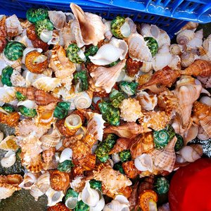Polished Natural Conch <strong>Shells</strong> Large Snails Sea Snail for DIY Decoration Sea Snails - Product Image 1