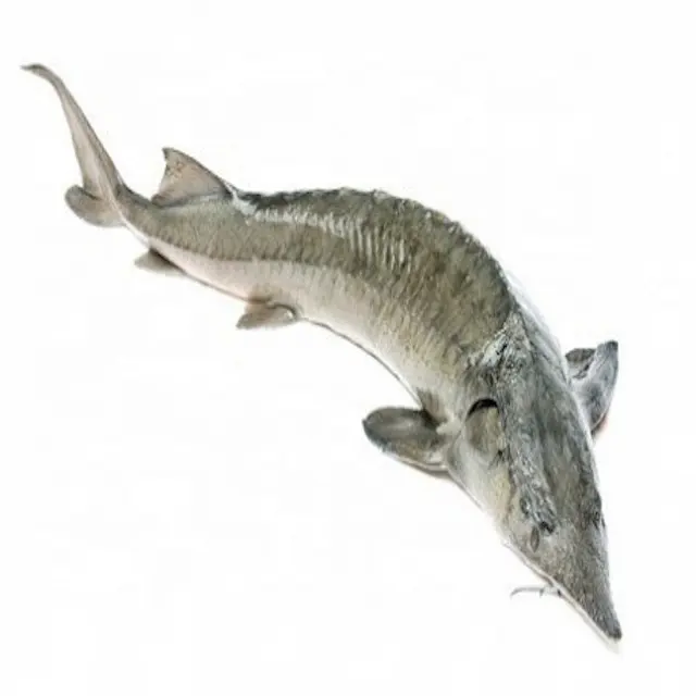 سمك سمك سمك السطونة المزروعة في الأنهار بسعر مخفض/شراء سمك سمك السطونة ، أفضل نوعية لفرنسا