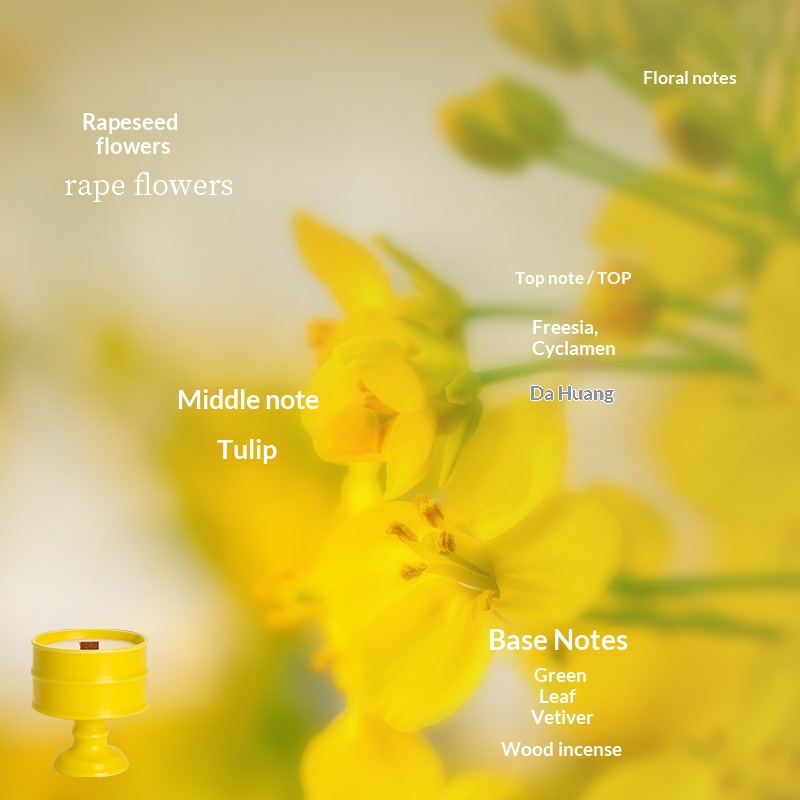 Yellow Cup - Rapeseed Flower