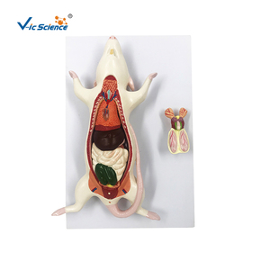 Okul ve hastane kullanımı için tıp bilimleri sıçan diseksiyon modeli insan iskelet modeli - Product Image 1