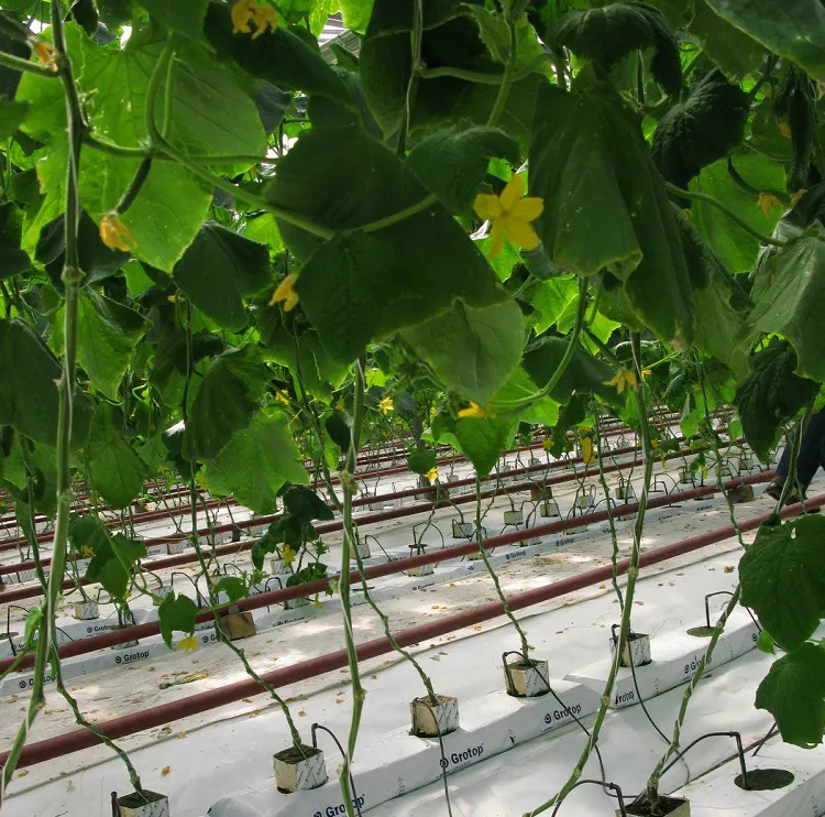 Offre Spéciale Germer Tomates Graines En Laine De roche Cubes