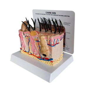चिकित्सा विज्ञान कुत्ते त्वचा शरीर रचना विज्ञान मॉडल कुत्ते पेशेवर चिकित्सा पशु चिकित्सा के लिए - Product Image 2