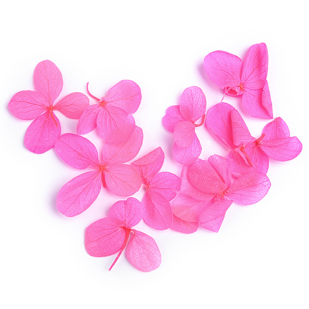 Rose Hydrangea Petals