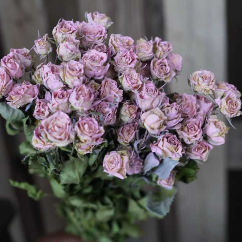 rosa 1