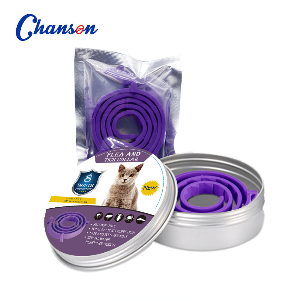 Purple Cat