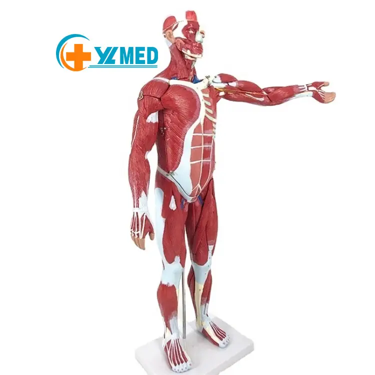Modelo anatomico de músculos humanos de fábrica, con órganos extraíbles, cuerpo entero, musculación, 27 piezas para la enseñanza de la ciencia médica