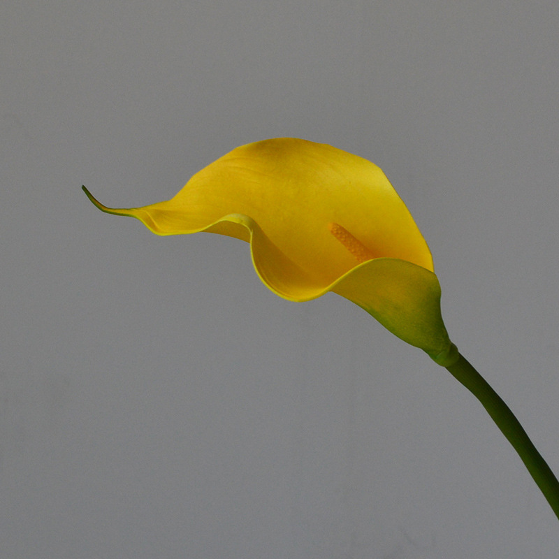 Jaune - 50CM