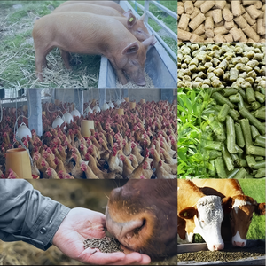 Mới bền quay Thức ăn viên máy cho gà/vịt/Lợn/gia súc/cá năng suất cao 150-300 Công suất kg/giờ dễ dàng hoạt động - Product Image 4