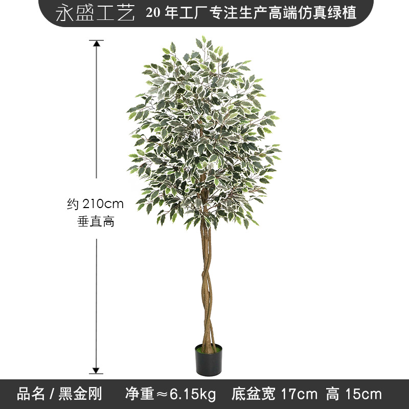 180cm white edge banyan tree