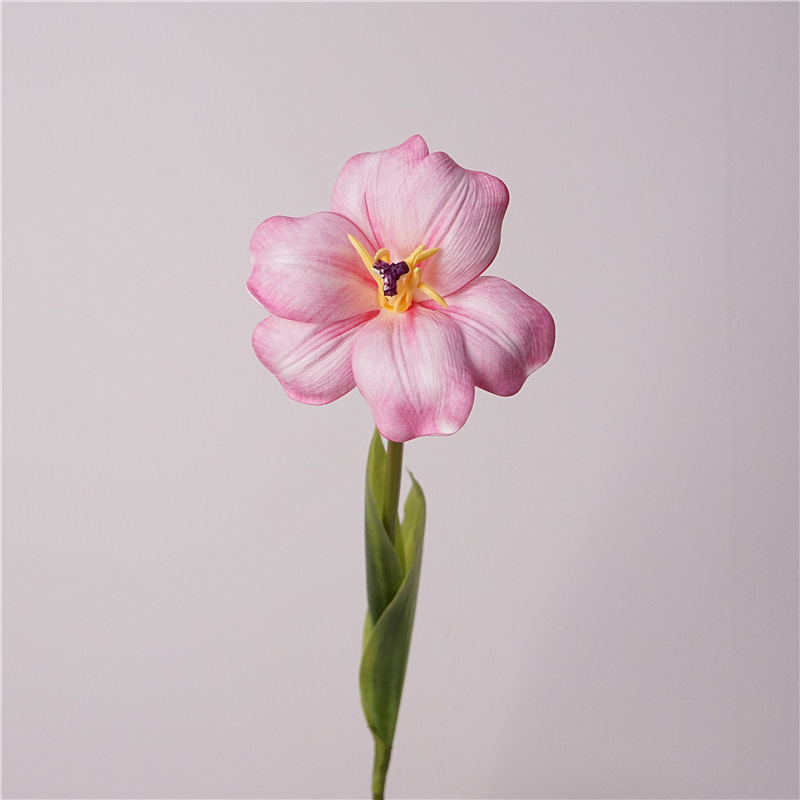 Smiley tulipe rose