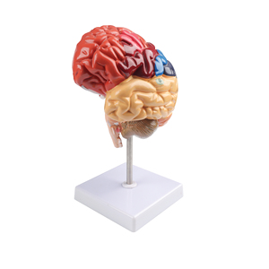 PVC in plastica modello di anatomia del cervello umano con funzione cerebrale Area & colore del nervo cranico visualizzazione struttura dell'arteria - Product Image 4