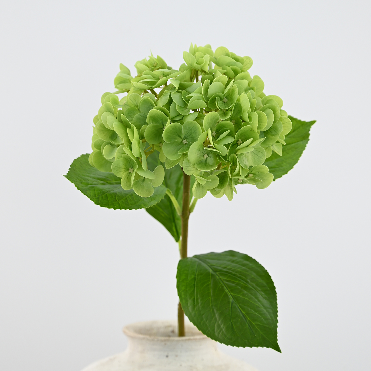 Vert