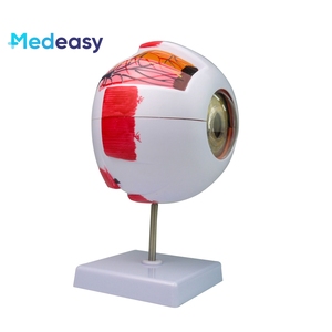 İnsan gözü modeli 6x büyütülmüş göz küresi modeli, göz yapısı ve anatomisi model beyin - Product Image 4