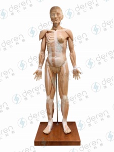 Modelo anatómico de silicona suave de alta simulación de 170cm de músculos del cuerpo humano y órganos internos para la ciencia médica - Product Image 5