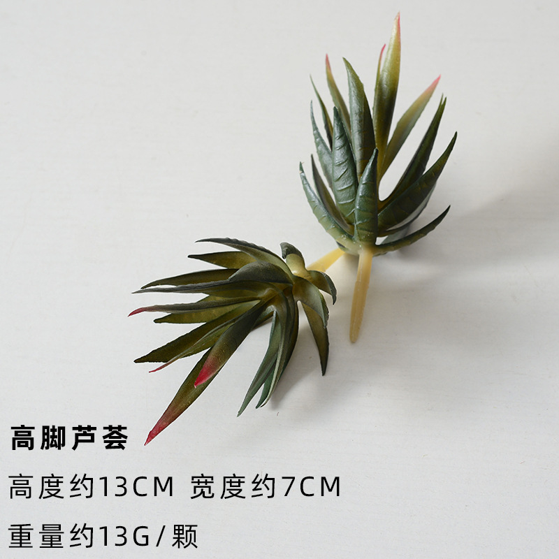 Aloe alto del pie