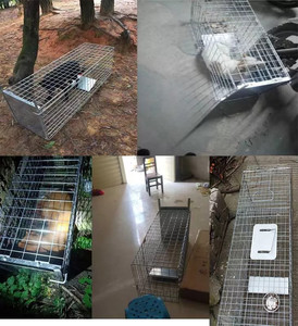 Katlanır Metal büyük büyük canlı vahşi Bobcat insancıl tilki sincap hayvan köpek başıboş kedi tuzakları kafes 2 kapılar ile <span class=keywords><strong>Feral</strong></span> kediler için satın