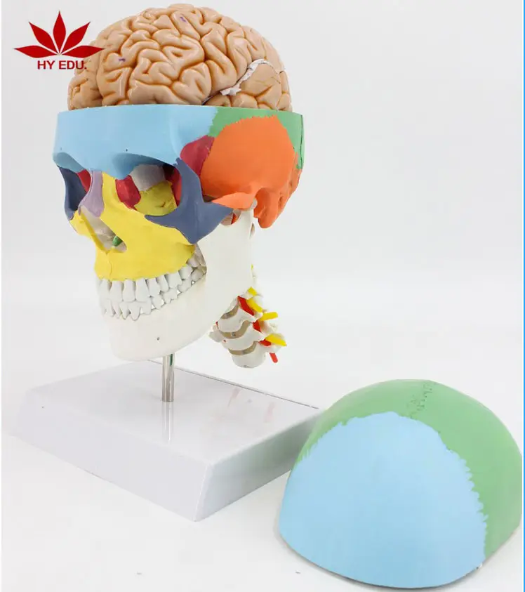Giải Phẫu Não Người Với Cột Sống Cổ Tử Cung Mô Hình Hộp Sọ Có Thể Tháo Rời Bằng Nhựa