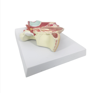 ADA Medical Mouth, Nose, Pharynx, and <strong>Larynx</strong> Medial Vascular <strong>Nerve</strong> Model and Adult Mediastinal Model for Students to Learning - Product Image 3