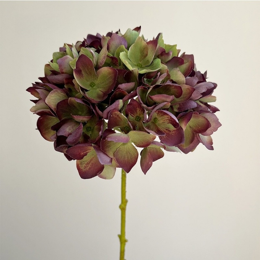 Viola Verde