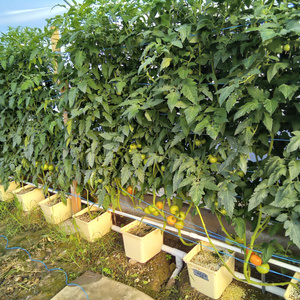 2025 tarım ekipmanları Hydroponics Aquaponics gübre tasarrufu hollandalı kova <span class=keywords><strong>Bato</strong></span> nft kanal büyüyen dikim sistemi