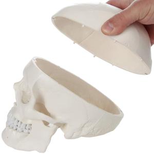 PVC <strong>Human</strong> Skull Anatomy Model - <strong>3</strong> Part Life Size Anatomically Correct , Skull Cap with External and Interior Structures - Product Image 4