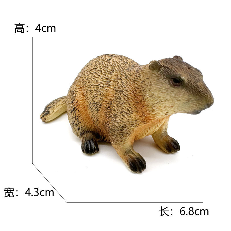2733 marmotte-45g