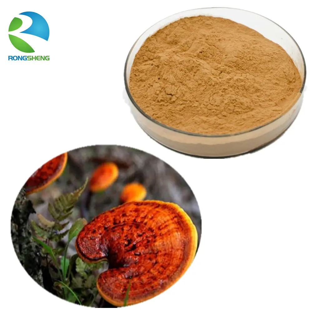 Hochwertiger China Herbal Bio Cordy ceps Sinensis Reishi Pilz sporen Lucid Ganoderma Extrakt