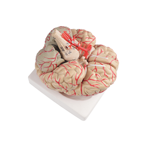 Beyin fonksiyon alanı ve arter yapısı ile insan beyin anatomisi modeli kraniyal sinirler de dahil olmak üzere PVC plastik renk sınıflandırması - Product Image 4
