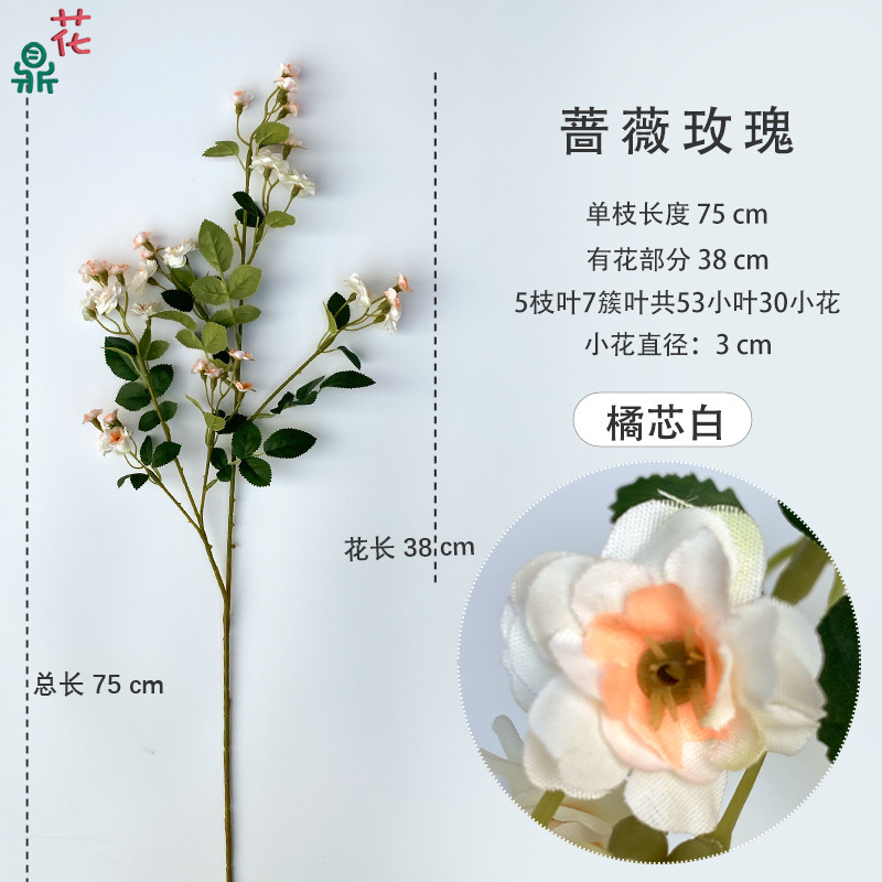 Rose, Orange-core White