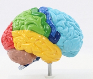 Scienza medica umana destra struttura del cervello modello di anatomia del cervello mostra le aree di funzione del cervello per le risorse di insegnamento - Product Image 3