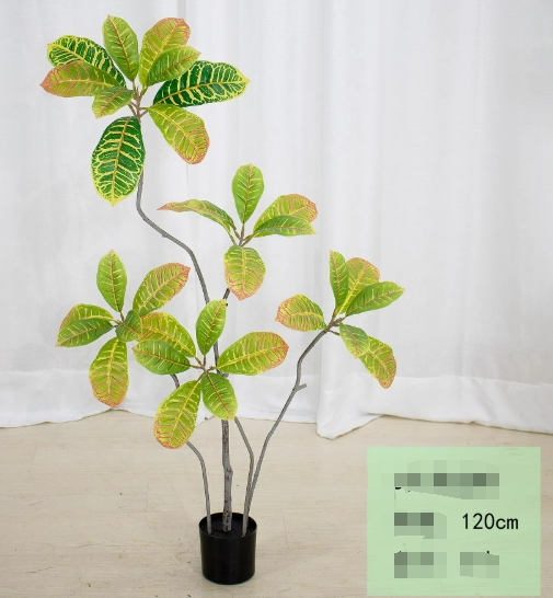 Croton de jardín verde