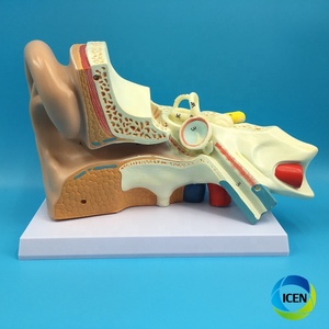 IN-M4 tıbbi bilim kaliteli insan anatomisi modeli dış orta iç kulak ile 1.5 kez insan kulağı vitrin modeli - Product Image 2