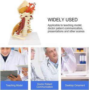 Servikal omurga modeli çıkarılabilir İnsan omurilik sinirleri modeli tıbbi üniversite öğretimi için anatomik Model - Product Image 6