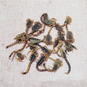 Quan xie toplu doğal tuzlu kurutulmuş siyah akrep Buthus martensii Karsch herb - Product Image 5