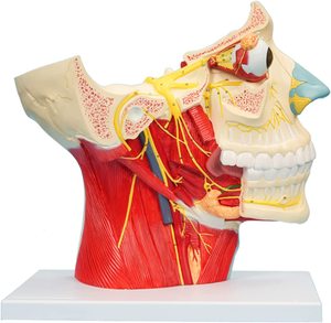 İnsan kranial ve sinir anatomik modeli beyin sinir modeli kranial sinir sistemi anatomisi modeli büyütülmüş burun vasküler kas - Product Image 6