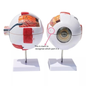Tıbbi bilim öğretim 6 kez tam boy insan plastik anatomik 6 bölüm modeli göz - Product Image 3