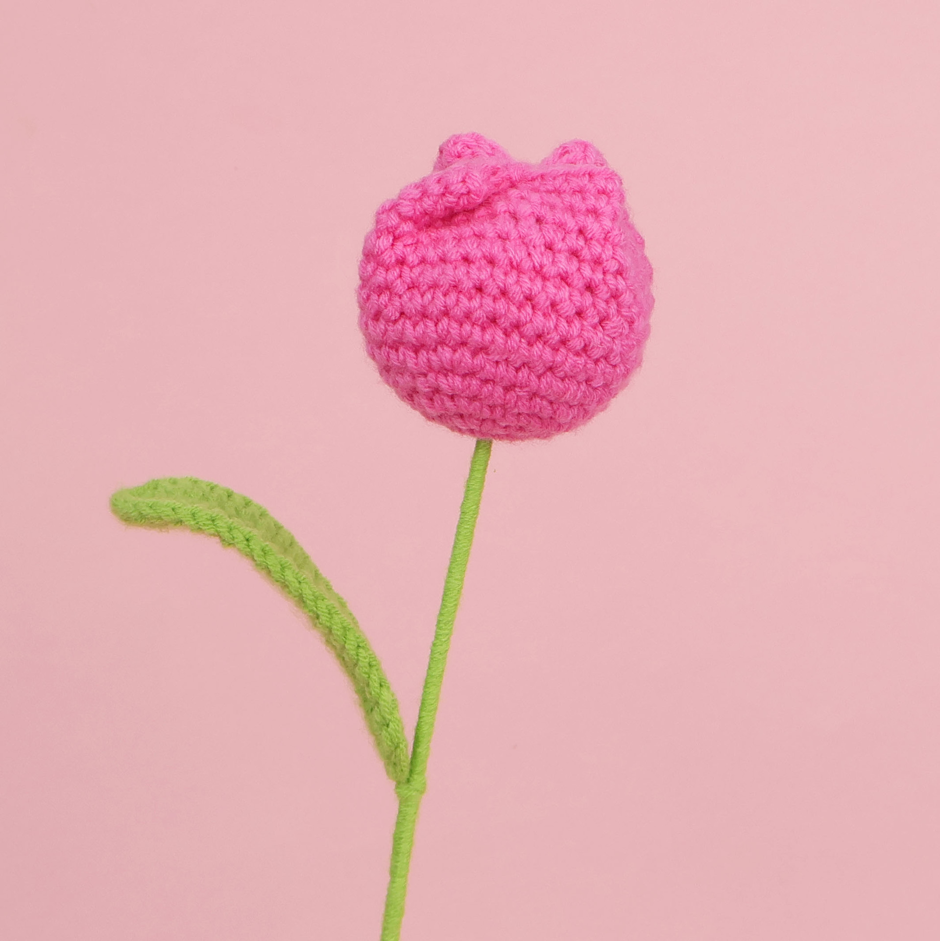 Rose rouge-graisse tulipe simple-grande