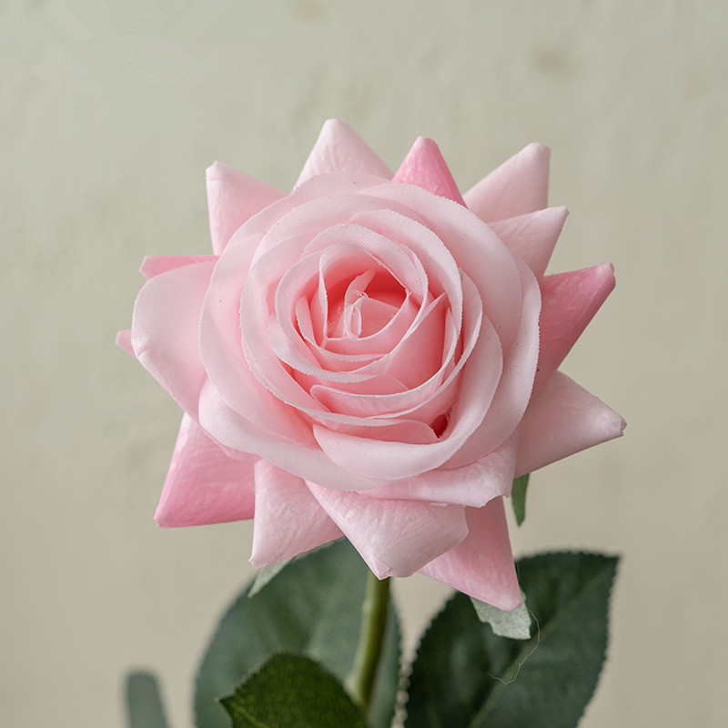 Rosa latte