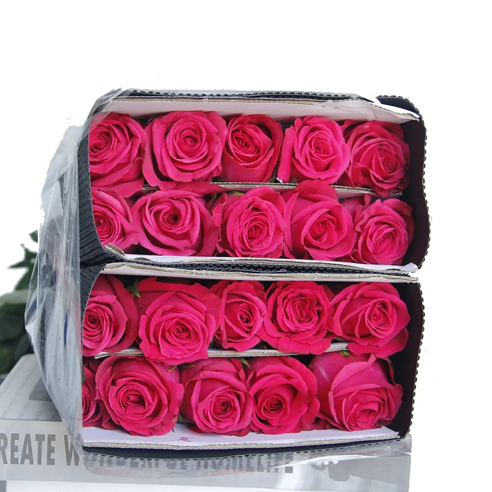 Prezzo competitivo Home Wedding Deco Red Rose Freud Rose naturali a stelo lungo fiore tagliato fresco