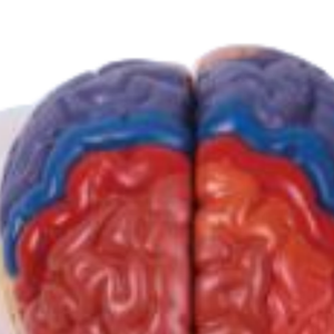 نموذج التقسيم الطبي للدماغ الدماغي القشري الطبي ونموذج تشريحي للدماغ مع الشريان والأعصاب للطلاب للتعلم - Product Image 6