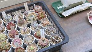 多肉植物ガーデン用品用日本盆栽粘土ハード赤玉卸売